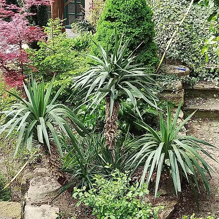 Casa Nel Bosco Daire *
