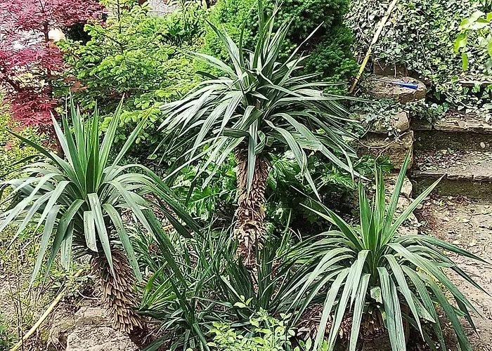 Casa Nel Bosco Apartment *